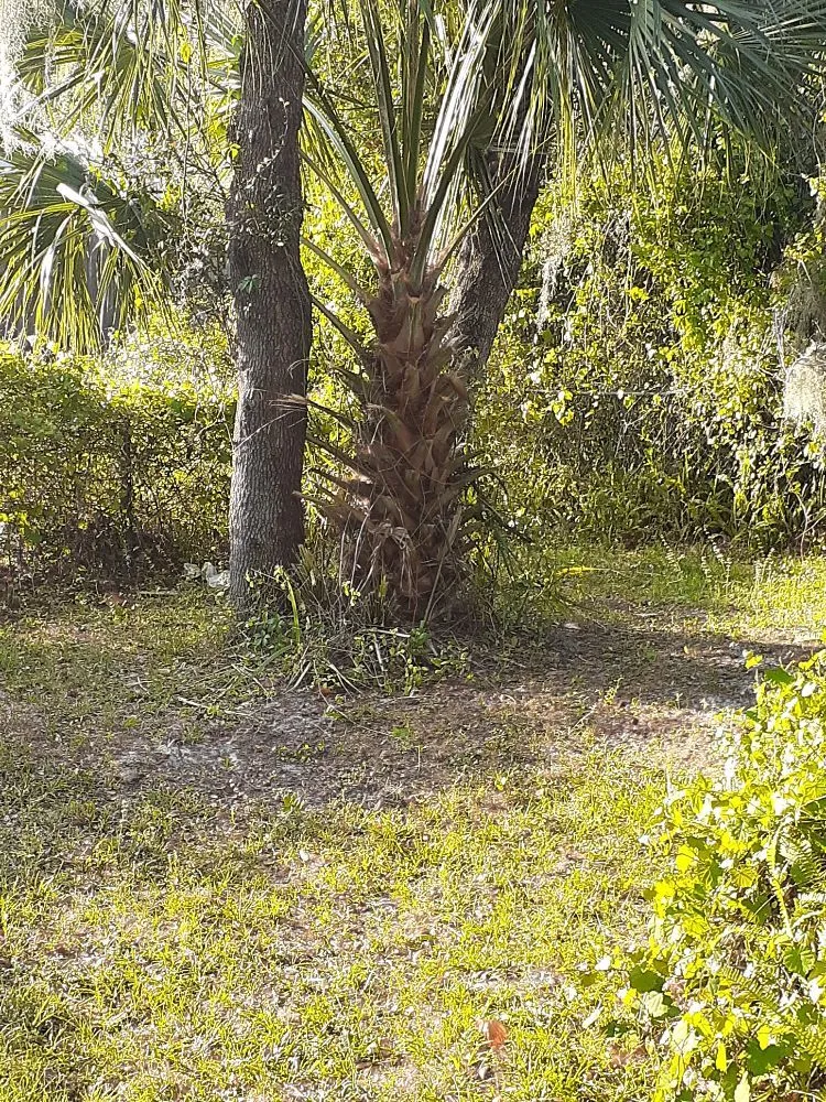 Reliable yard cleanup service in Cocoa, FL by Kelp's Lawn Service