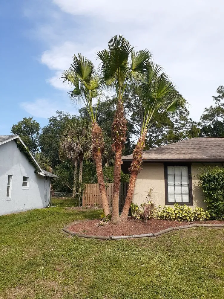 Affordable landscaping services in Cocoa, FL - Kelp's Lawn Service