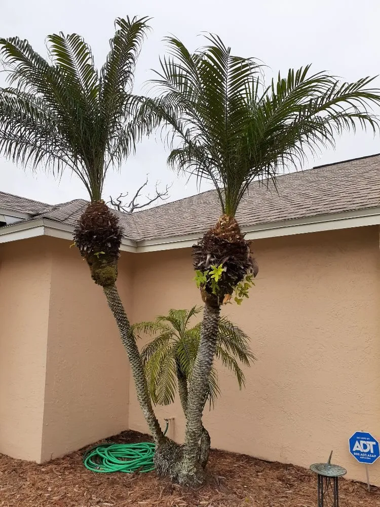 Local landscaping services in Cocoa, FL - Kelp's Lawn Service