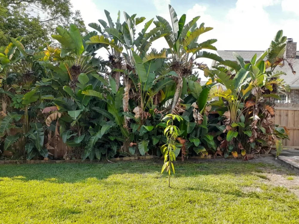 Professional garden landscaping in Cocoa, FL by Kelp's Lawn Service