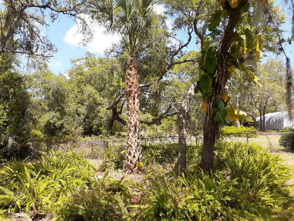 Reliable landscape design for year-round maintenance across Cocoa, FL - Kelp's Lawn Service