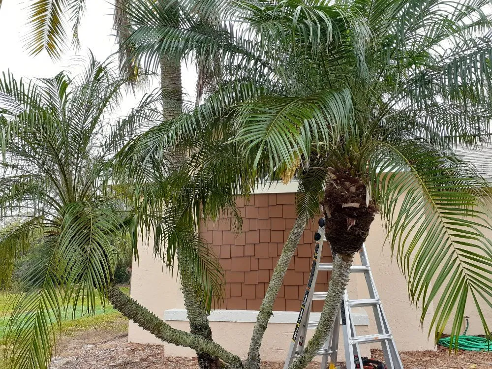 Top-rated residential landscaping for outdoor upgrades in Cocoa, FL by Kelp's Lawn Service