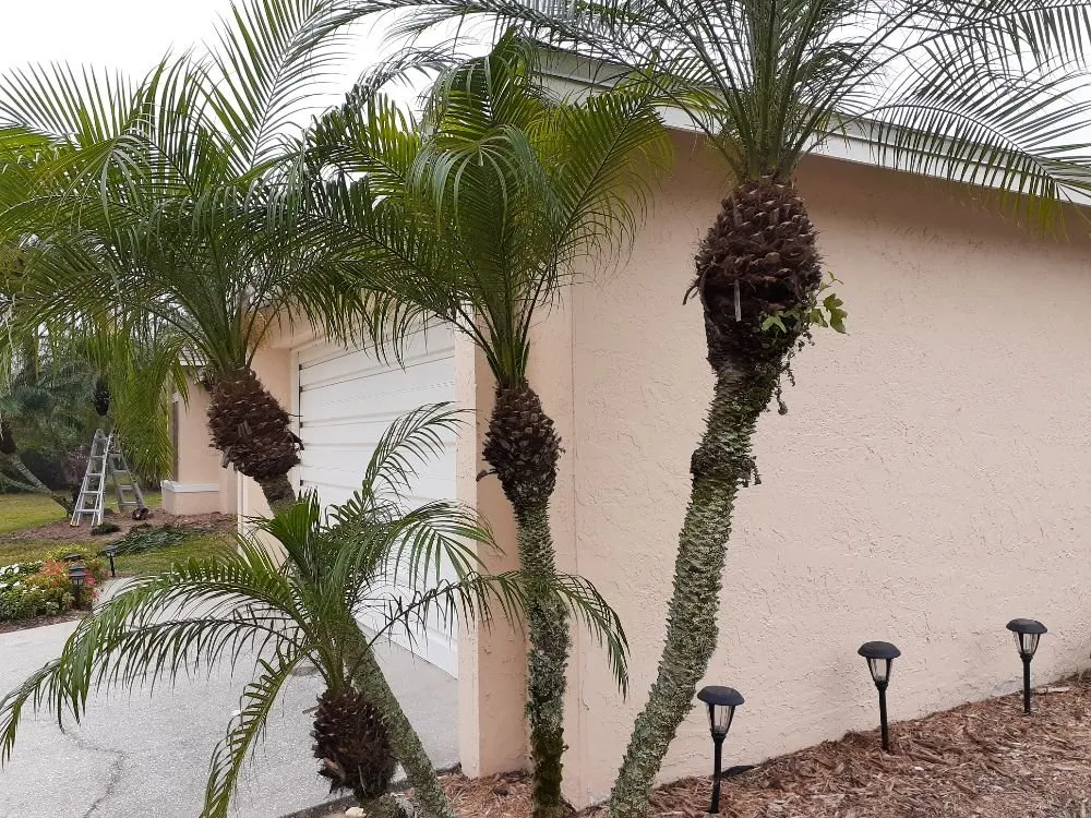 Reliable lawn mowing service in Cocoa, FL by Kelp's Lawn Service