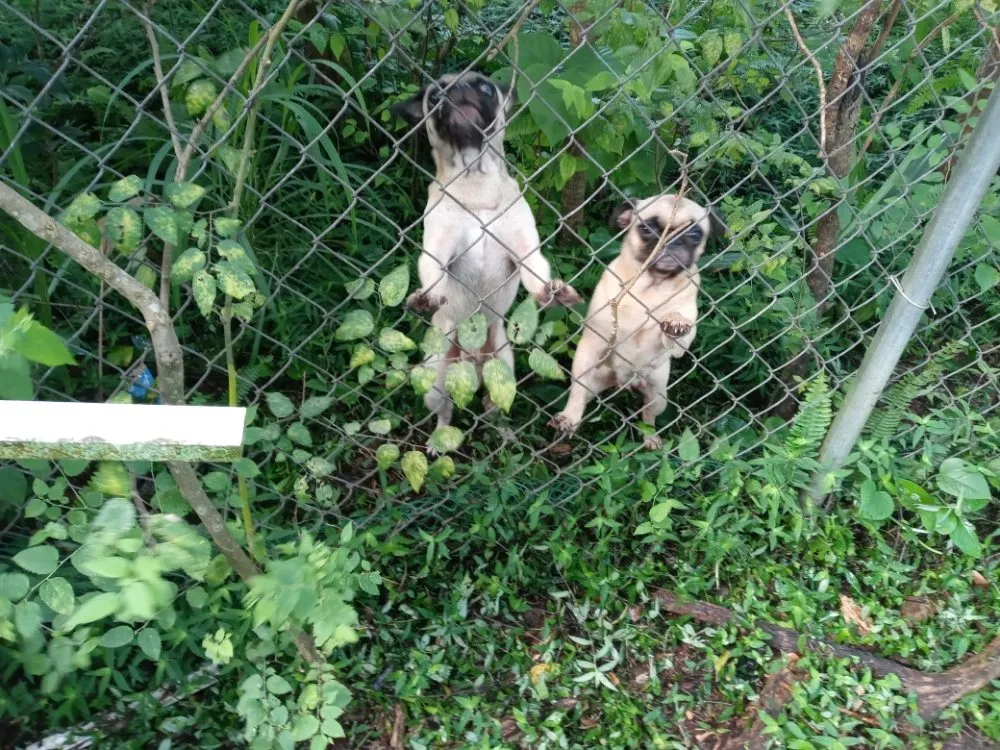 Top-rated landscaping services for beautiful yards across Cocoa, FL - Kelp's Lawn Service