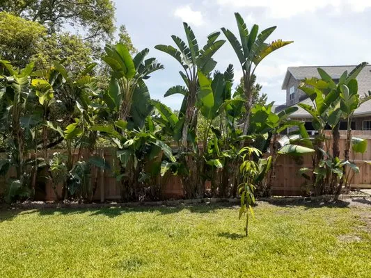 Kelp's Lawn Service Logo