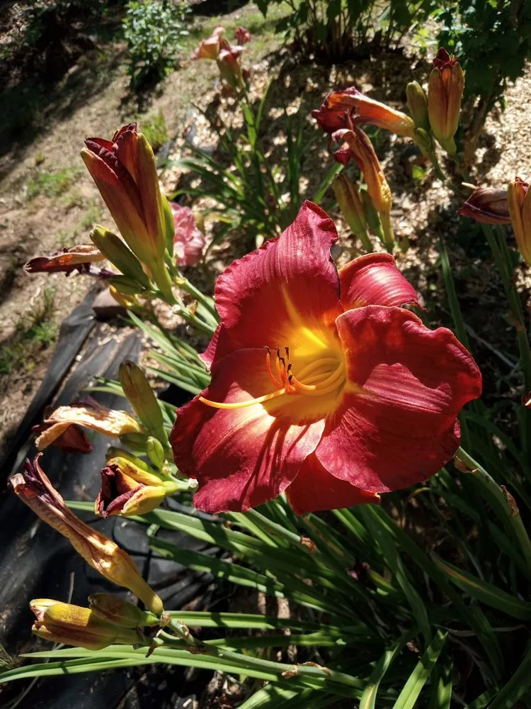 Trusted outdoor landscaping in Spruce Pine, NC - Kel's Outdoor Services and Landscaping