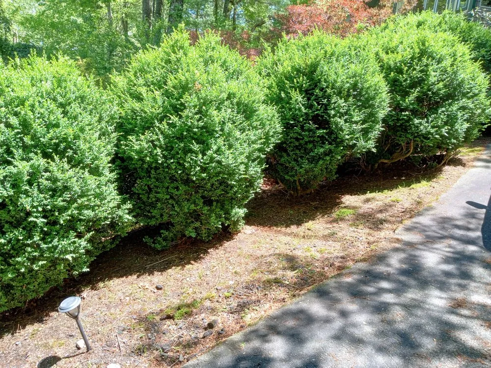 Affordable landscape design for beautiful yards in Spruce Pine, NC by Kel's Outdoor Services and Landscaping