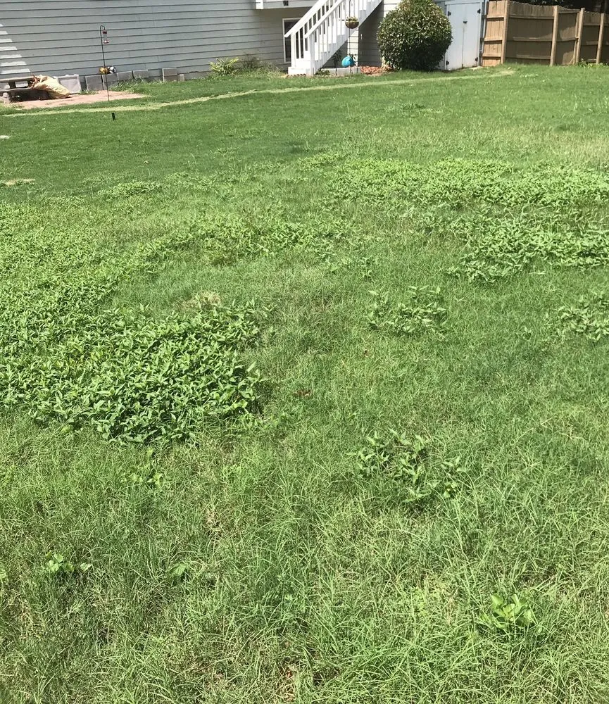 Top-rated lawn care service experts serving Loganville, GA - Kemko Lawn Service