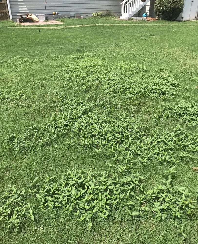 Top-rated landscaping services for beautiful yards across Loganville, GA - Kemko Lawn Service