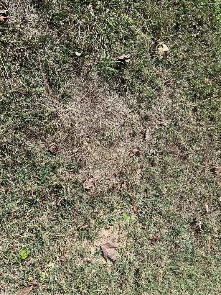 Reliable landscaping services in Loganville, GA - Kemko Lawn Service