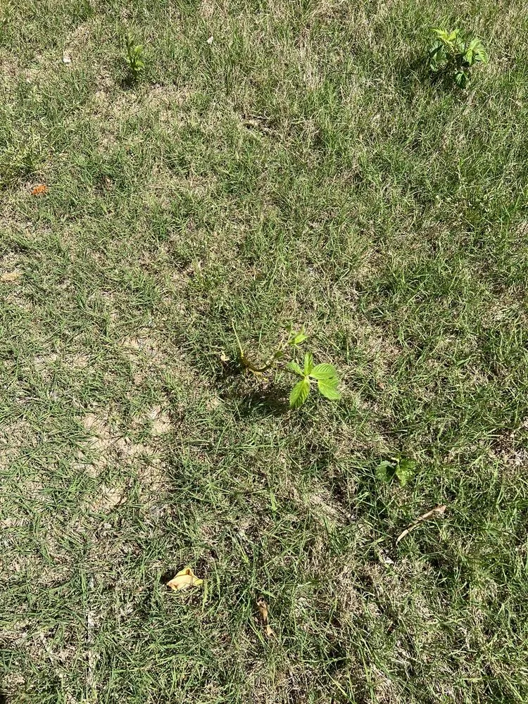 Trusted lawn care service in Loganville, GA by Kemko Lawn Service