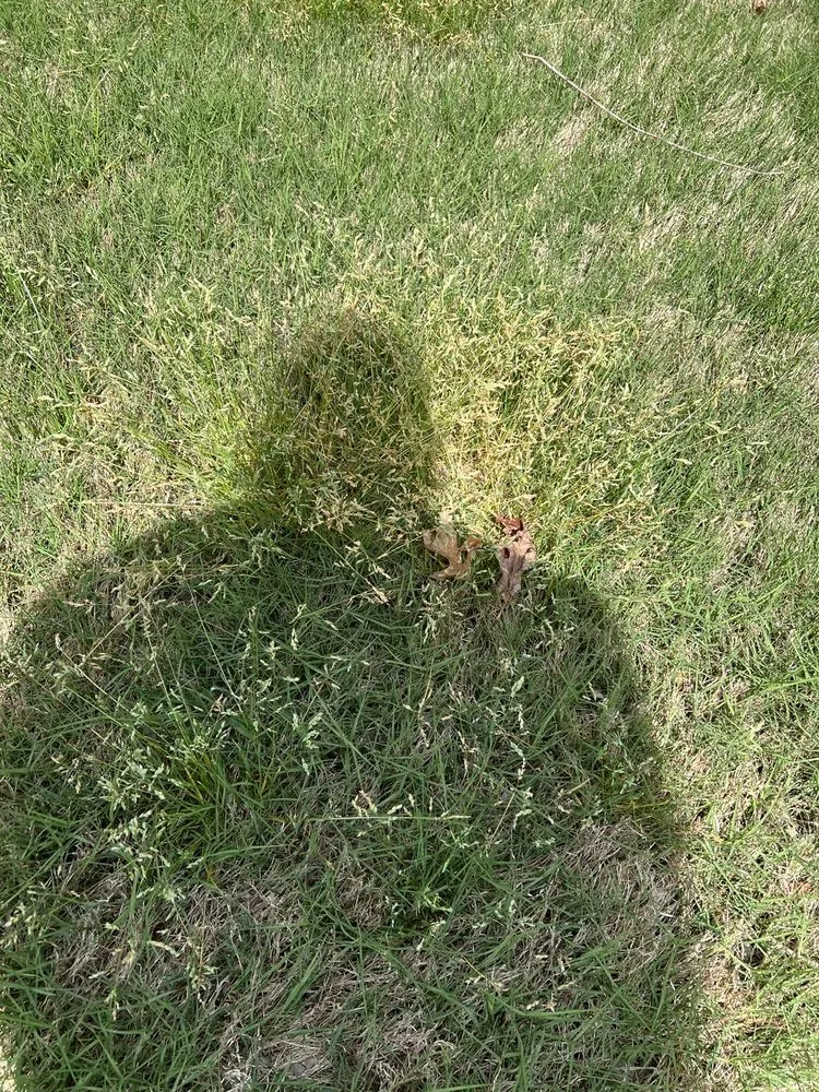 Top-rated landscaping services for year-round maintenance across Loganville, GA - Kemko Lawn Service