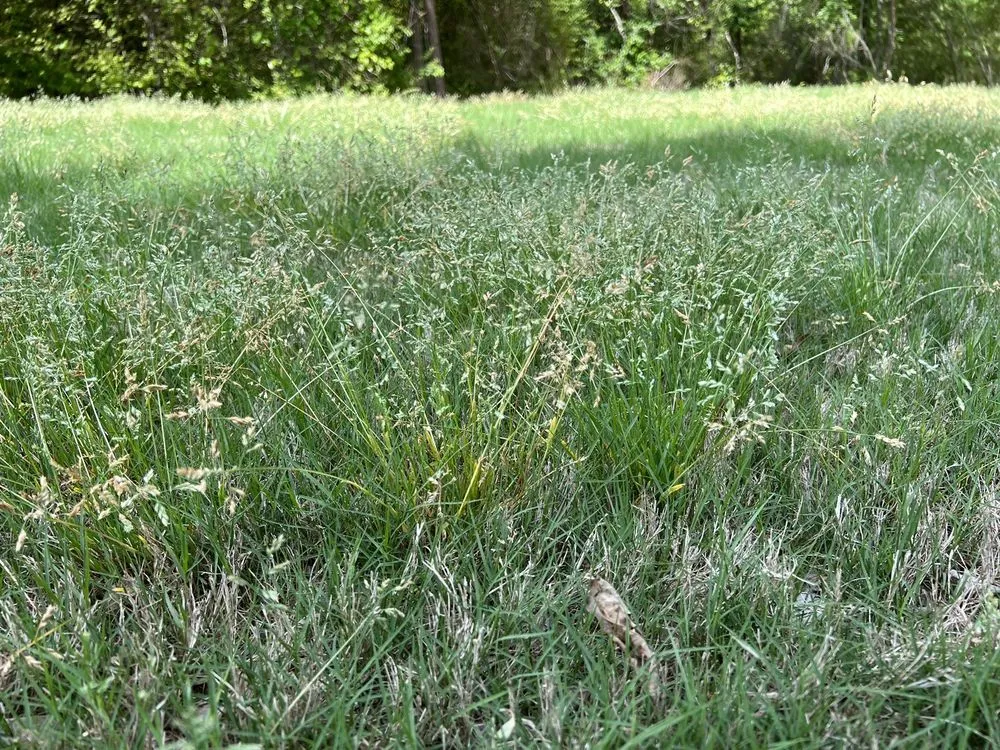 Local landscape design experts serving Loganville, GA - Kemko Lawn Service