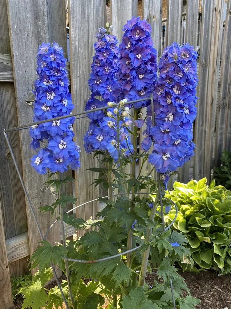 Local garden landscaping in Chicago, IL by Kemora Landscapes