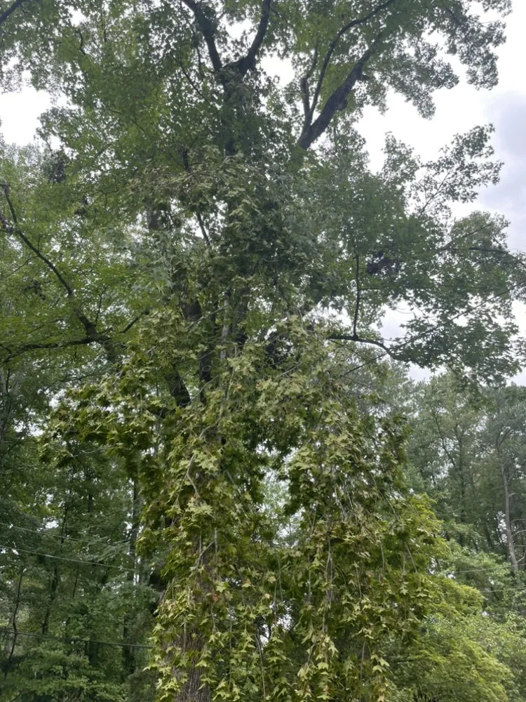 Custom lawn care service for outdoor upgrades across East Point, GA - Kemp's Landscaping