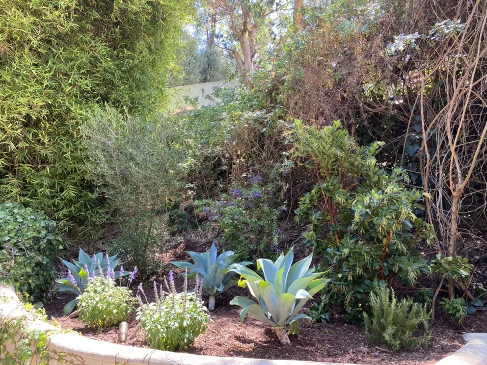 Trusted lawn care service in Porter Ranch, CA - Ken Green Landscaping