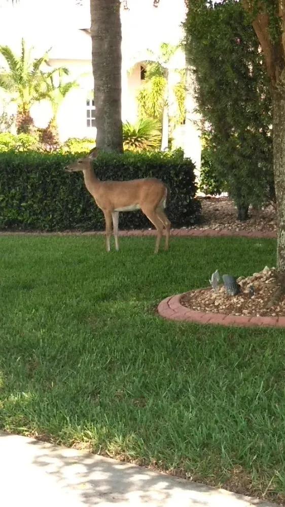 Affordable landscape installation in Sarasota, FL by Ken Schrock Lawn Services