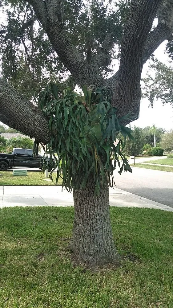 Local lawn care service experts serving Sarasota, FL - Ken Schrock Lawn Services