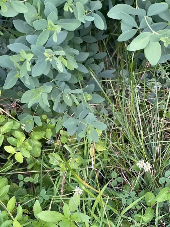 Expert yard cleanup service in Lexington Park, MD by Kendall Cleaning