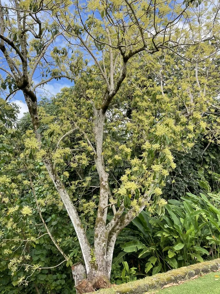 Top-rated landscaping services near you across Honolulu, HI - Kendall Landscape Services