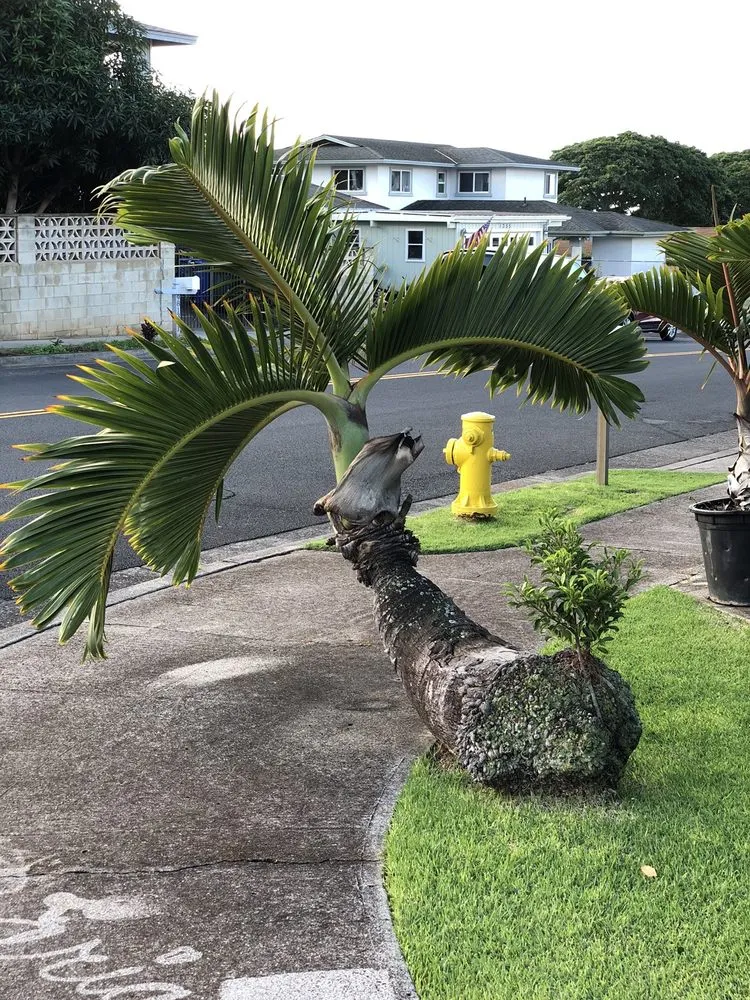 Custom yard cleanup service in Honolulu, HI by Kendall Landscape Services