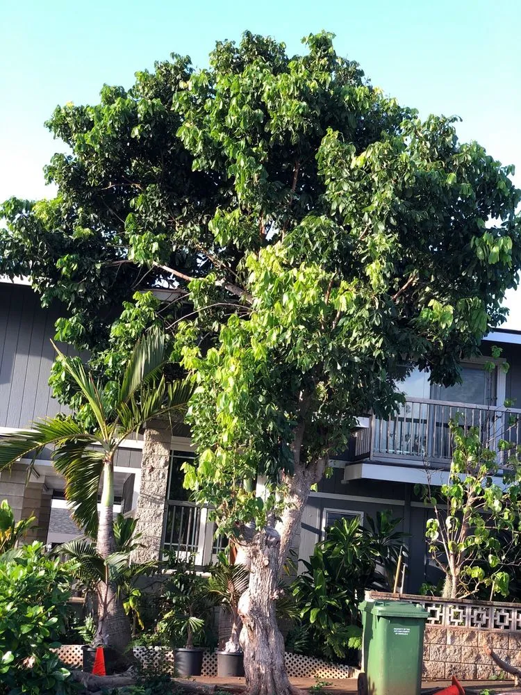 Custom garden landscaping near you in Honolulu, HI by Kendall Landscape Services