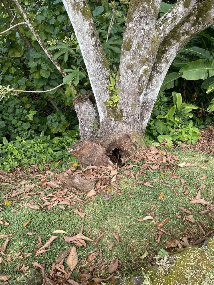 Reliable outdoor landscaping in Honolulu, HI - Kendall Landscape Services