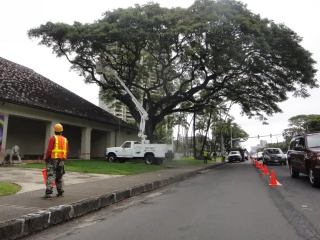 Trusted lawn care service in Honolulu, HI by Kendall Landscape Services