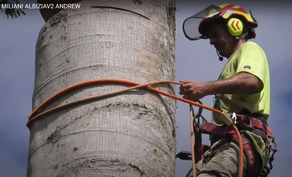 Trusted yard maintenance in Honolulu, HI - Kendall Landscape Services