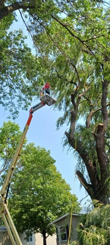 Custom yard cleanup service experts serving Hillman, MN - Kennedy Clean-Up Service