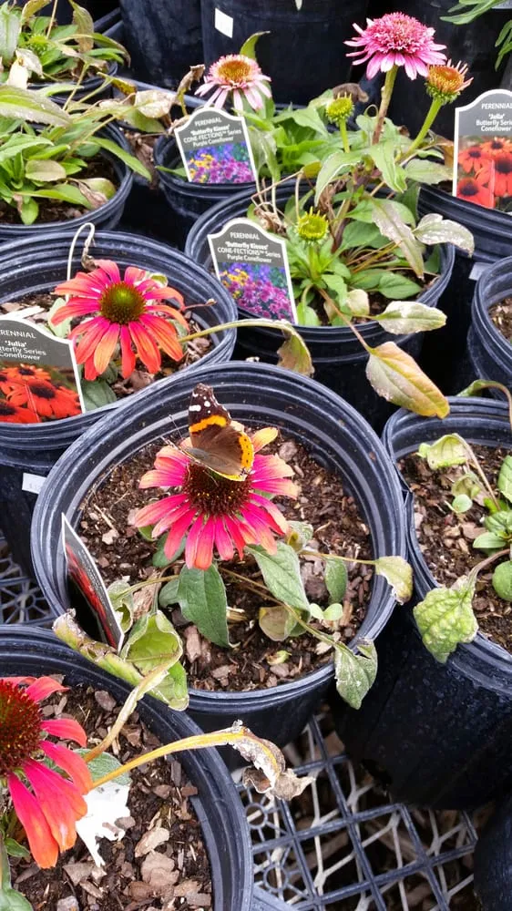 Affordable lawn care service for homes across Gothenburg, NE - Kennedy Landscape Services