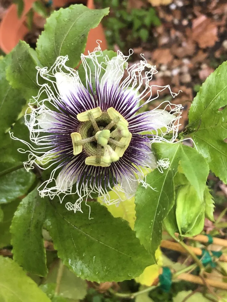 Professional yard maintenance in Ormond Beach, FL by Kennedy Landscaping