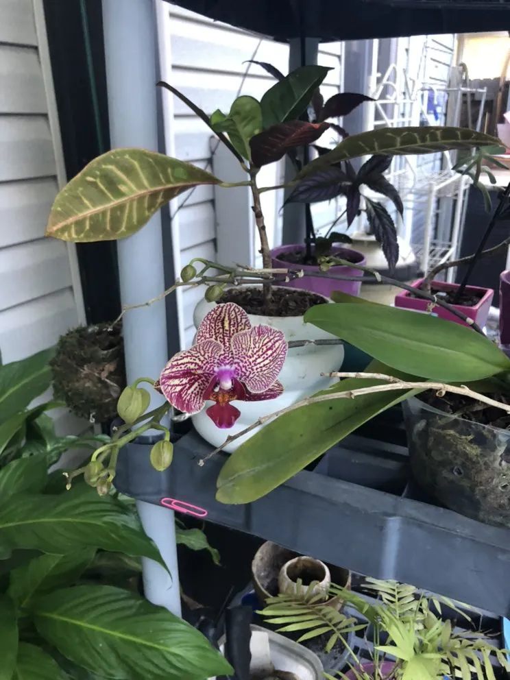 Top-rated landscape design experts serving Ormond Beach, FL - Kennedy Landscaping