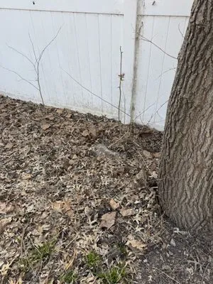 Kennedy Lawn Care and Landscaping