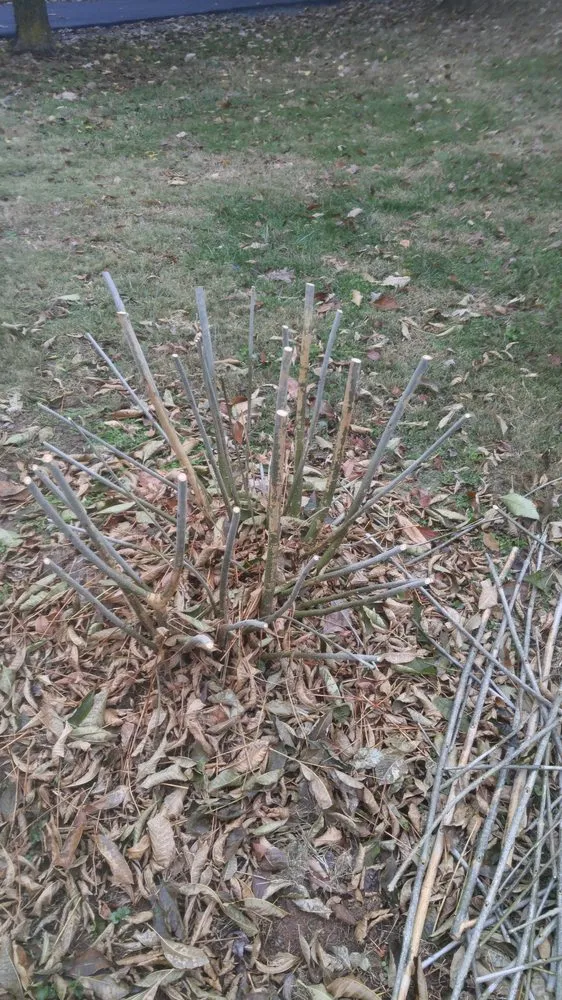 Local outdoor landscaping in Gordonsville, VA by Kenneth All Around Handyman & Lawn care