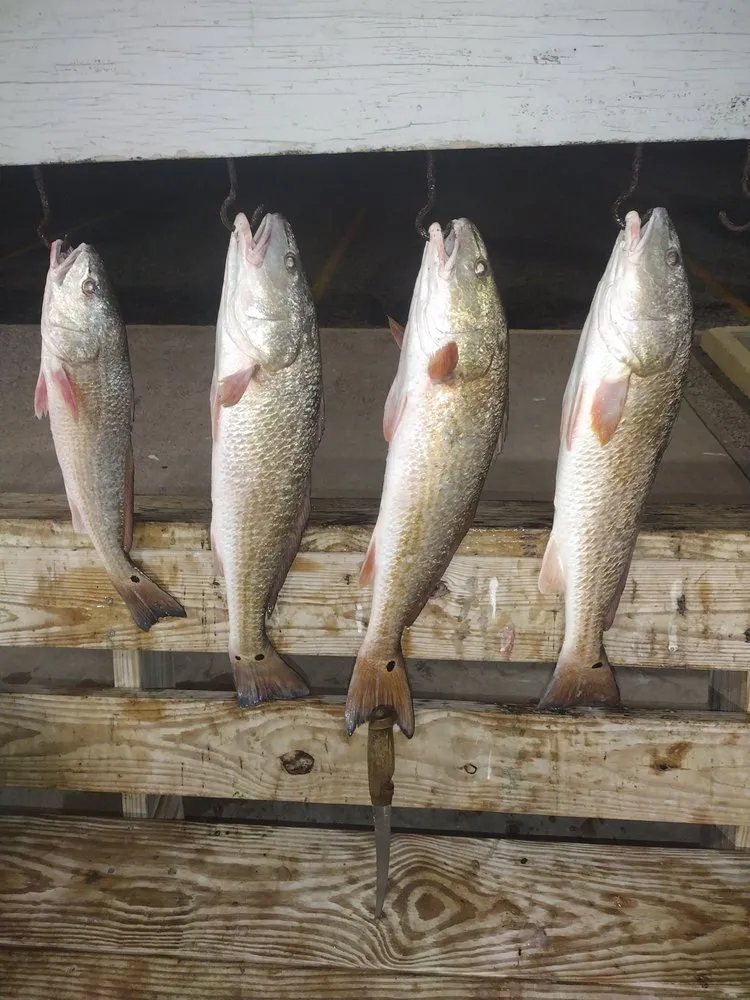 Trusted yard cleanup service experts serving Ingleside, TX - Kenneth's Lawn Service