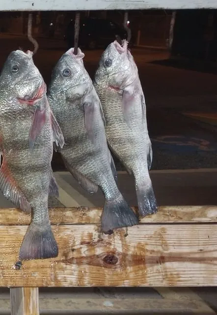 Trusted yard cleanup service for outdoor upgrades across Ingleside, TX - Kenneth's Lawn Service