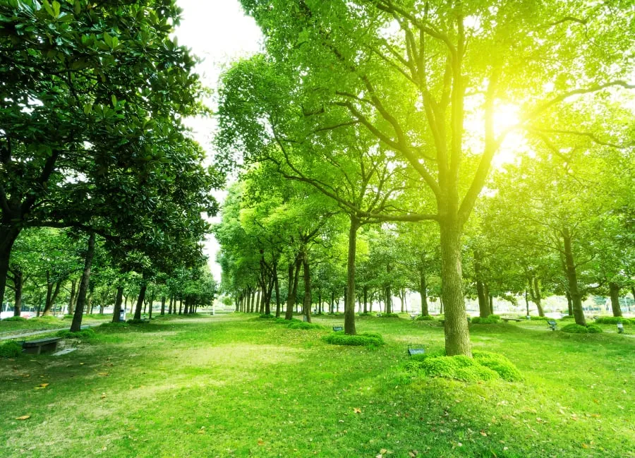 Trusted residential landscaping experts serving Pueblo, CO - Kenny G's Quality Trees