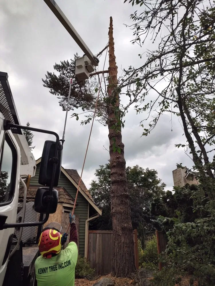Trusted yard cleanup service for homes in Snohomish, WA by Kenny Tree