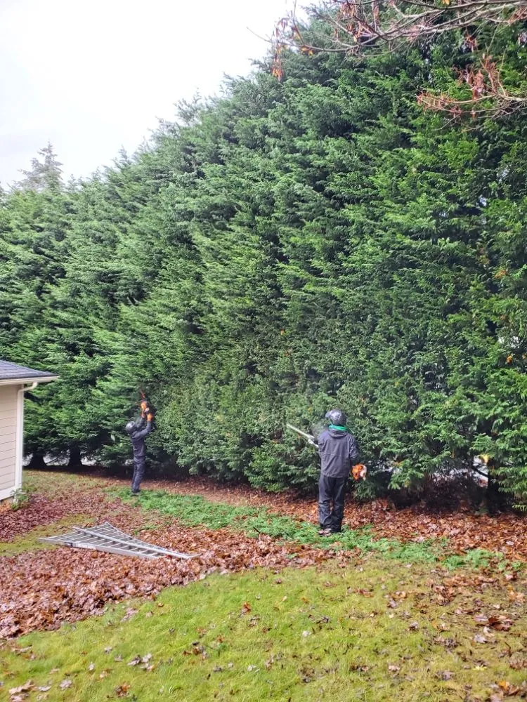 Professional garden landscaping in Snohomish, WA by Kenny Tree