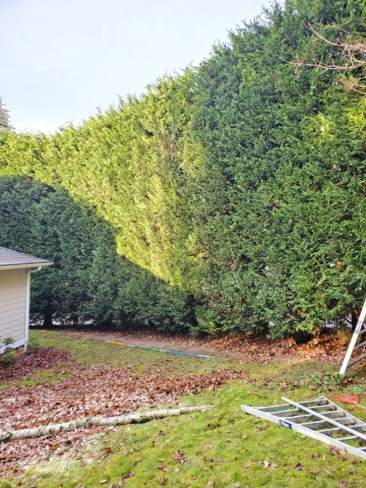 Reliable lawn care service for outdoor upgrades across Snohomish, WA - Kenny Tree
