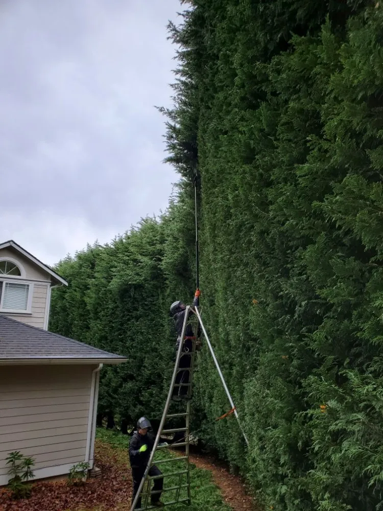 Affordable landscaping services experts serving Snohomish, WA - Kenny Tree