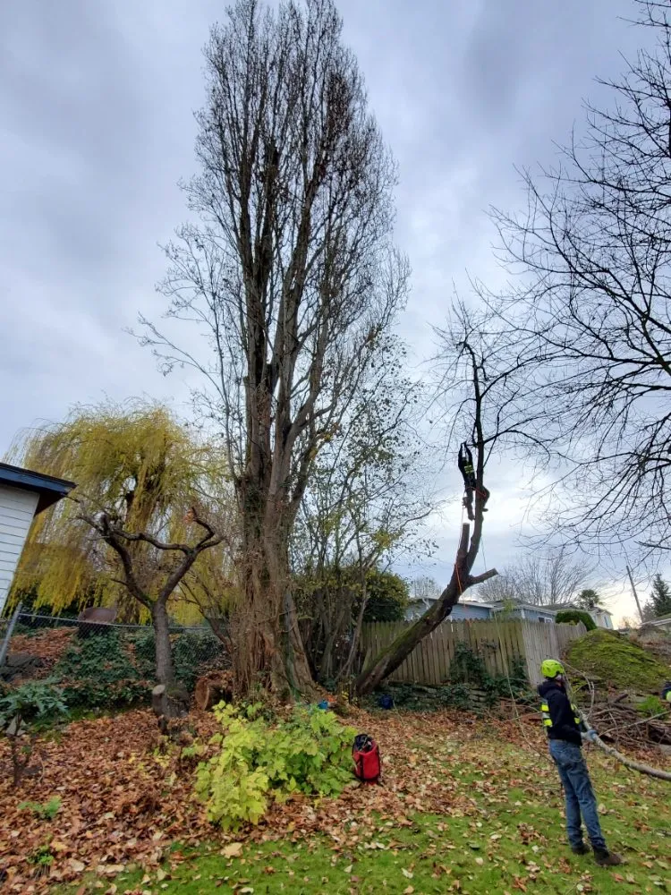 Top-rated landscape installation experts serving Snohomish, WA - Kenny Tree