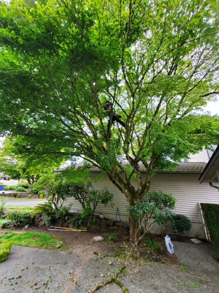 Local landscape design for outdoor upgrades across Snohomish, WA - Kenny Tree
