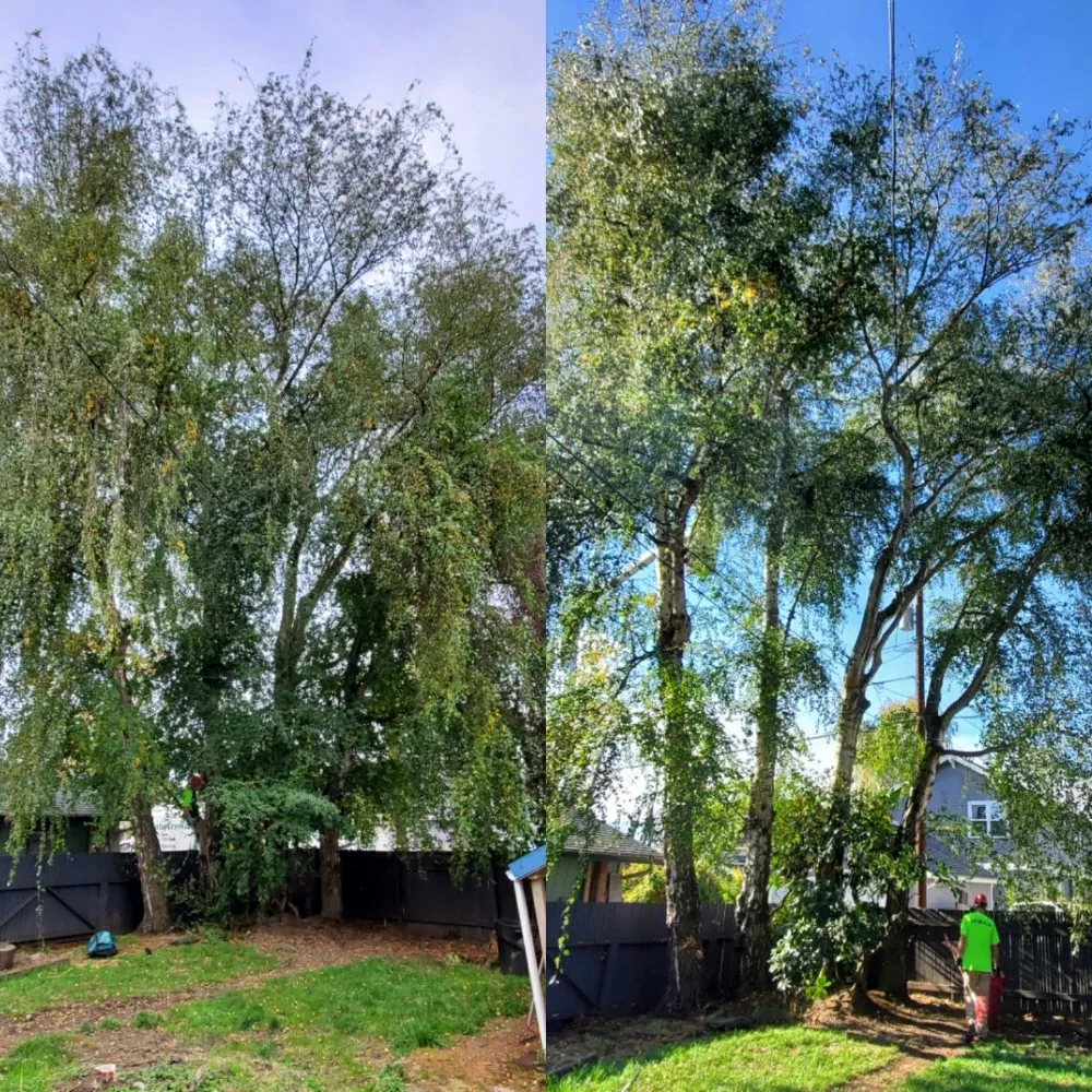 Top-rated yard cleanup service experts serving Snohomish, WA - Kenny Tree