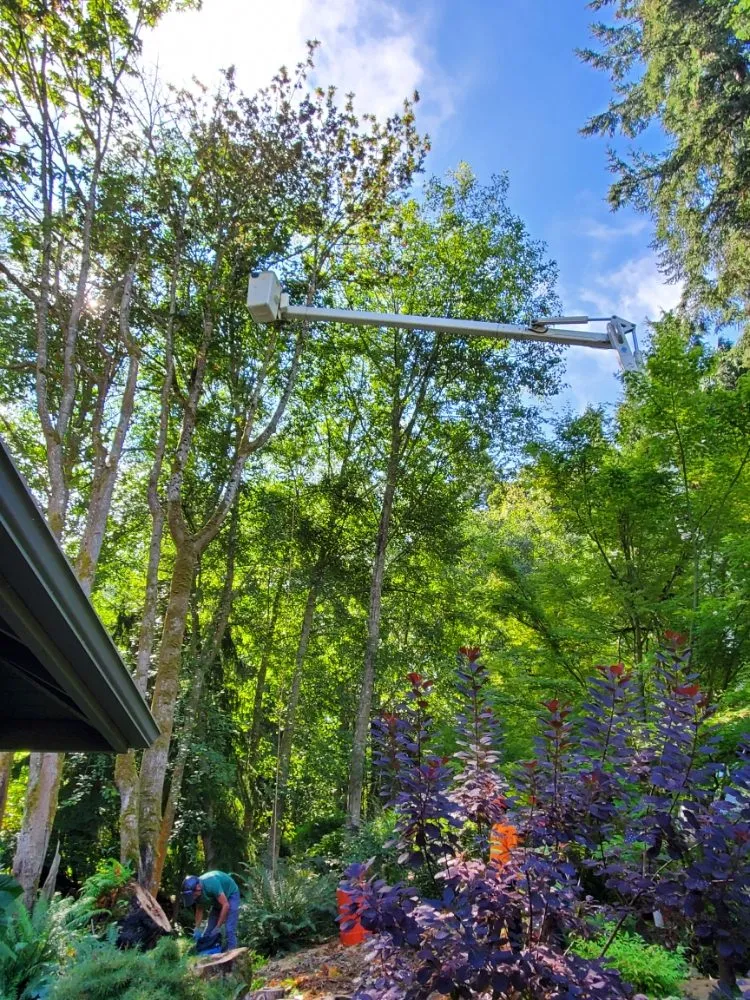 Professional landscape installation in Snohomish, WA - Kenny Tree