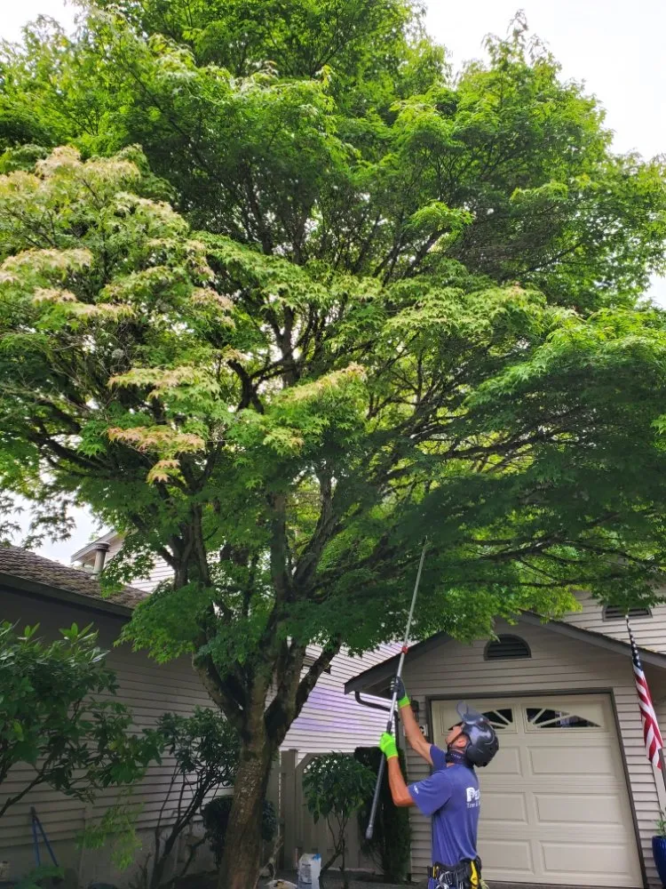 Affordable landscaping services for outdoor upgrades in Snohomish, WA by Kenny Tree