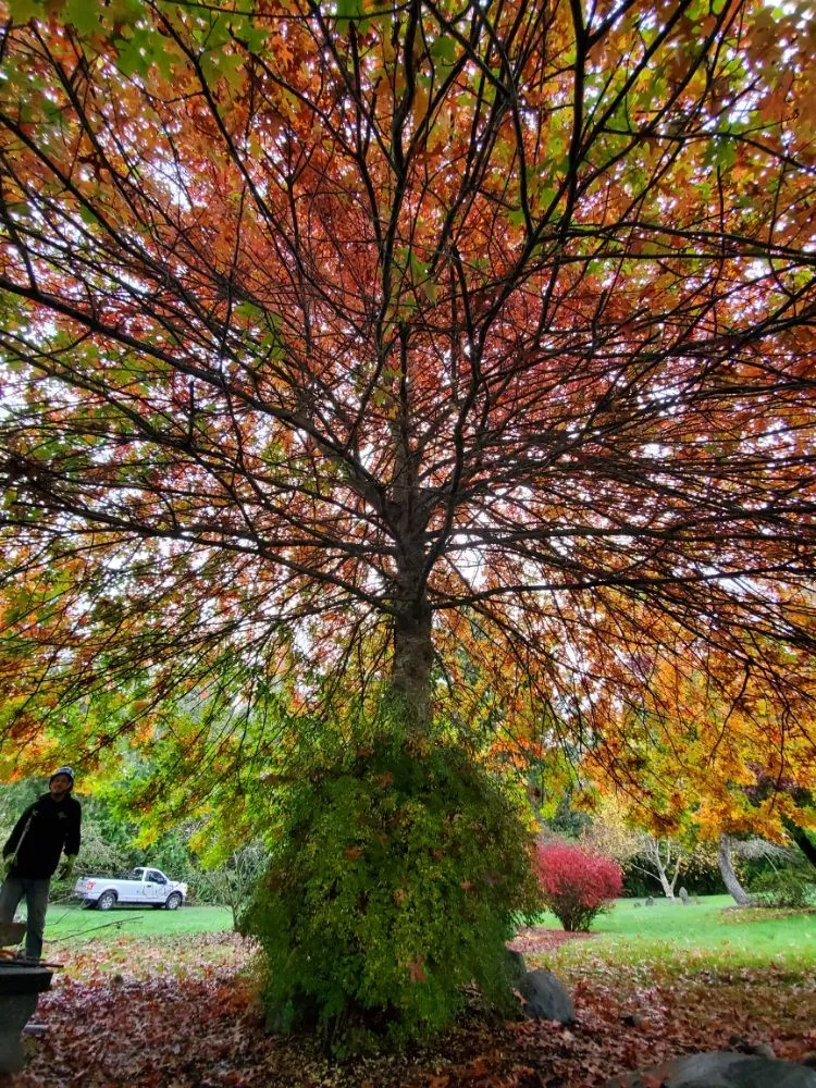 Trusted residential landscaping for homes in Snohomish, WA by Kenny Tree