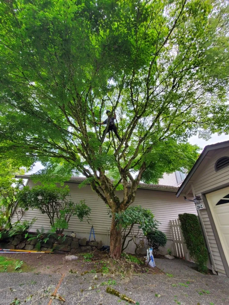 Reliable lawn care service for outdoor upgrades in Snohomish, WA by Kenny Tree