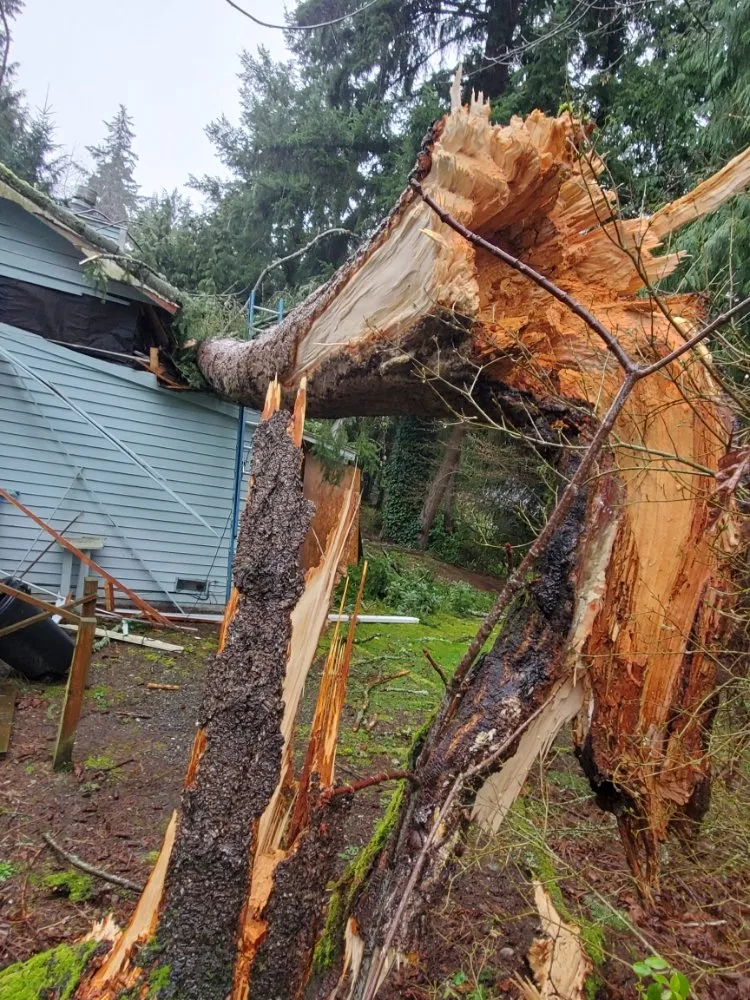 Trusted yard cleanup service in Snohomish, WA - Kenny Tree